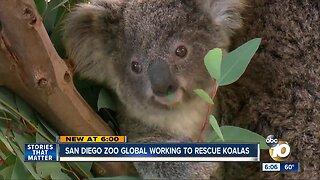 San Diego Zoo Global working to rescue koalas