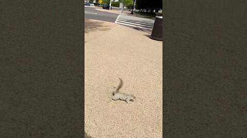 DC Squirrel Dances for Nuts