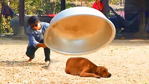 Giant Aluminium box prank vs sleep dog top new comedy prank dog video
