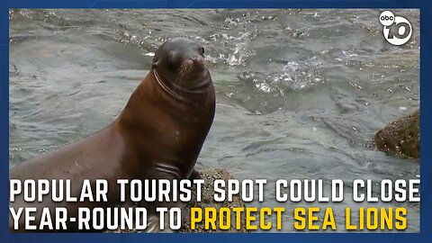 Beachgoers warned to keep distance from fighting sea lions