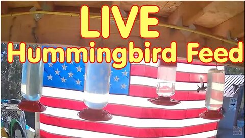 LIVE - Hummingbird Cam2022