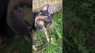 Most Insane Rottweiler Ever!!! (MUST WATCH) #shorts #short #viral #trending #subscribe