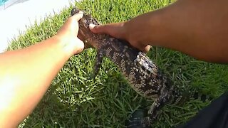 Texas Police removed alligator found in hot tub