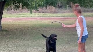 Pair Of Dogs Have Two Very Different Energy Levels