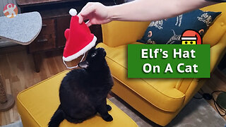 Vilma Christmas 2022 - Elf's Hat On A Cat