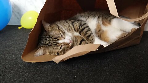 Funny Cat Loves to Sit in a Paper Bag