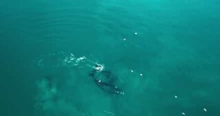 Drone images show the migration of Southern right whales