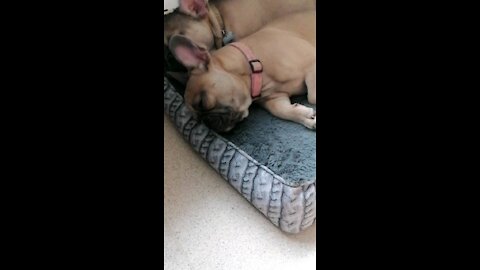 Sleeping frenchies