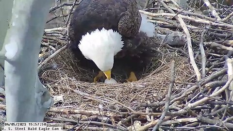 USS Bald Eagle Cam 1 4-5-23 @ 15:57:54 Egg roll with promising PIP view near beak