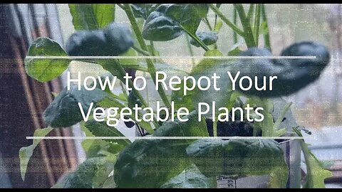 How to Repot Your Vegetable Plants