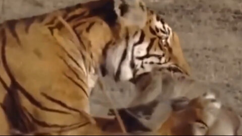 moments Too Pathetic Of Monkey's cub.. Moment Tiger Was Helpless Before Monkey's Intelligence