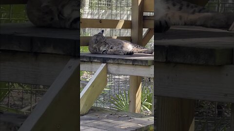 Relaxed Phlimo bobcat!