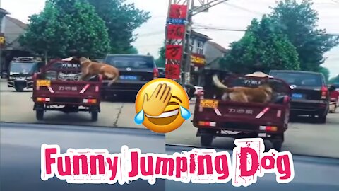 funny jumping dog | funny animal | crayz dog