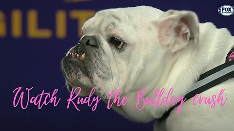 Watch Rudy the Bulldog crush