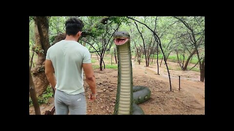 Anaconda Snake in Real Life Video