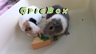 Gpig Box Unboxing November 2022 😍