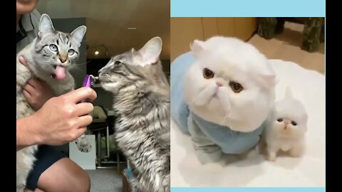 THE CATS SO CUTE AND FUNNY MOMENTS