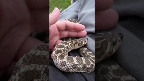 Cinder Getting Attention (A Western Hognose Short) #westernhognose #hognose #cutesnake