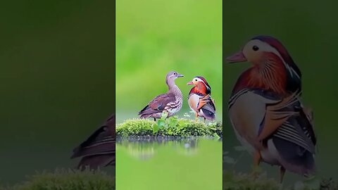 Witness the dance of the melodies as the songs of the birds| Relaxing Music #shorts #meditationmusic