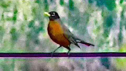 IECV NV #206 - 👀 The American Robin On A Wire Long Ways Off 3-22-2016