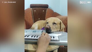 Ce labrador chante au son du clavier
