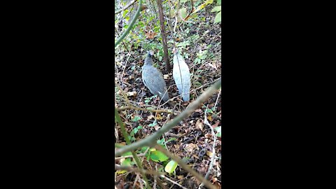 2 Guineas on a walk