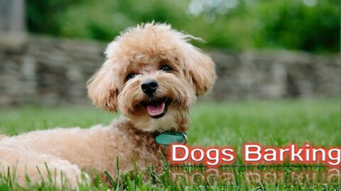 #The_Loveliest_Animals dogs barking, funny dog barking video,cute puppy barking, cute puppy videos