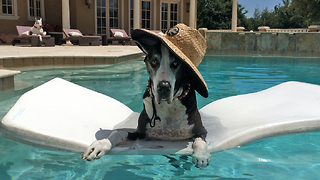 Funny Great Danes lounge in the pool and on the deck chair