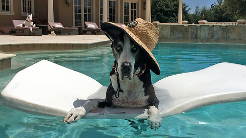 Funny Great Danes lounge in the pool and on the deck chair