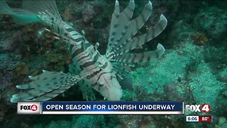 FWC urges 'open season' on removal of invasive lionfish