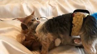 Cat and dog play fight like best friends