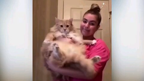 Cats Attacking People Compilation | Cat Slapping Their Owner | Funny Cat Videos #91