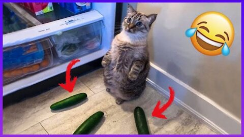 cats VS cucumbers