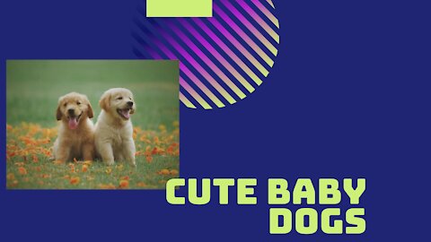 Baby Dog | Adorable Baby Dogs