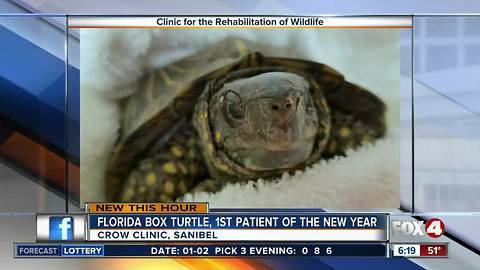 Florida box turtle is Florida's first patient of the new year