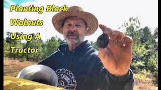 Plant Black Walnuts Behind A Using A Tractor Subsoiler