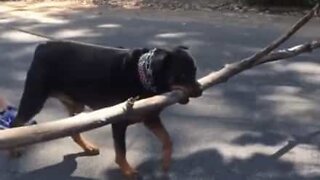Rottweiler tem atração especial por ramos de árvores