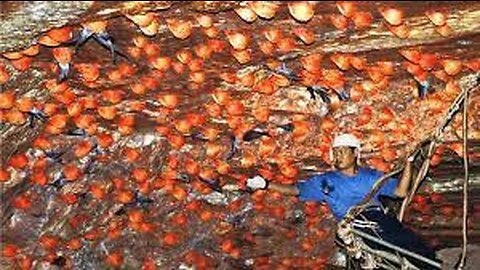 Edible bird nest harvest - Swiftlet Bird nest Processing - How to make bird nest soup