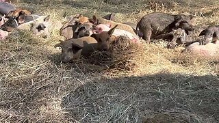 Mangalitsa Piglets Take a Nap in Hay after Filling up on Free Milk