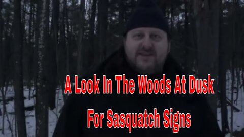 A Look In The Woods At Dusk For Sasquatch Signs