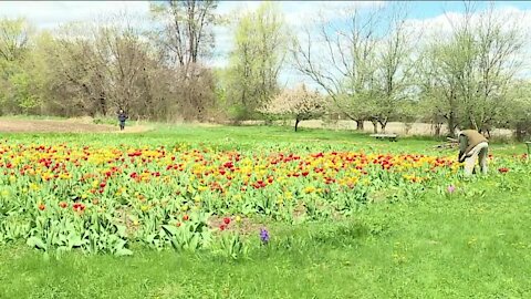 Local gardener estimates he had 60-thousand tulips, and then the deer arrived