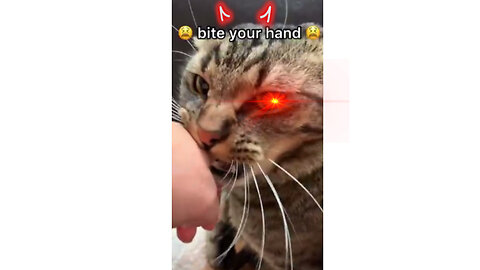 The cat who is late in giving food is licking his owner's hands🤣🤣