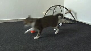 Silly Cat Loves His Toy Frame