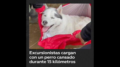 Perro cansado disfruta del transporte en camilla durante una excursión