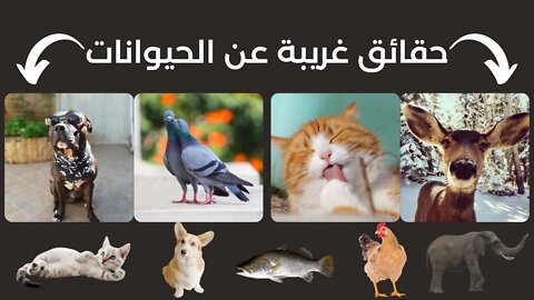 حقائق غريبة عن الحيوانات - معلومات عامة - Animals