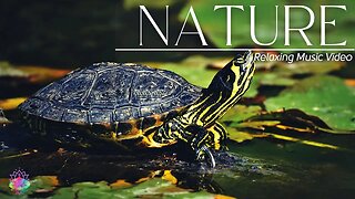 Relaxing Beautiful Music Stress Relief-Soothing Music With Nature Sound & Calm The Mind #shorts