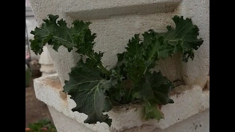 First day of spring greenhouse update. Kale, Tomatoes, strawberries, hydroponics