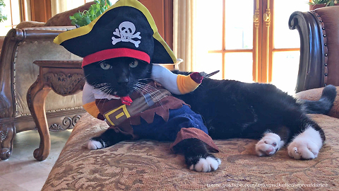 Cat's mood perfectly resembles Halloween costume