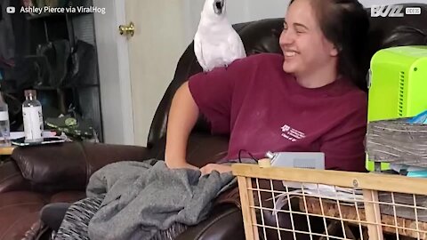 Cockatoo and owner perform screaming duet