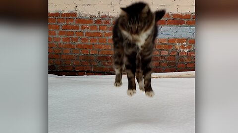 Kitten makes a cute slow-motion landing jump in the snow